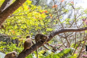 Lemuren, Kronenmaki, (Eulemur coronatus), Sakalava Strand, Oronjia Nationalpark, Antsiranana, Diego Suarez, Madagaskar, Afrika, Indischer Ozean Lemuren, Kronenmaki, (Eulemur coronatus), Sakalava Strand, Oronjia Nationalpark, Antsiranana, Diego Suarez, Madagaskar, Afrika, Indischer Ozean